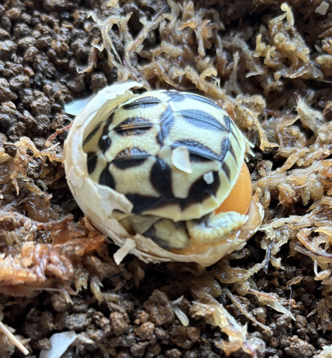reptilelabo's tweet photo. 2番目４月１５日産まれの子。
1番目の子はヨーサックもほとんど吸収されてそろそろご飯たべるかなぁ🐢

#インドホシガメ
#インドホシガメ孵化
#インドホシガメベビー https://t.co/rtYVMkW2qg