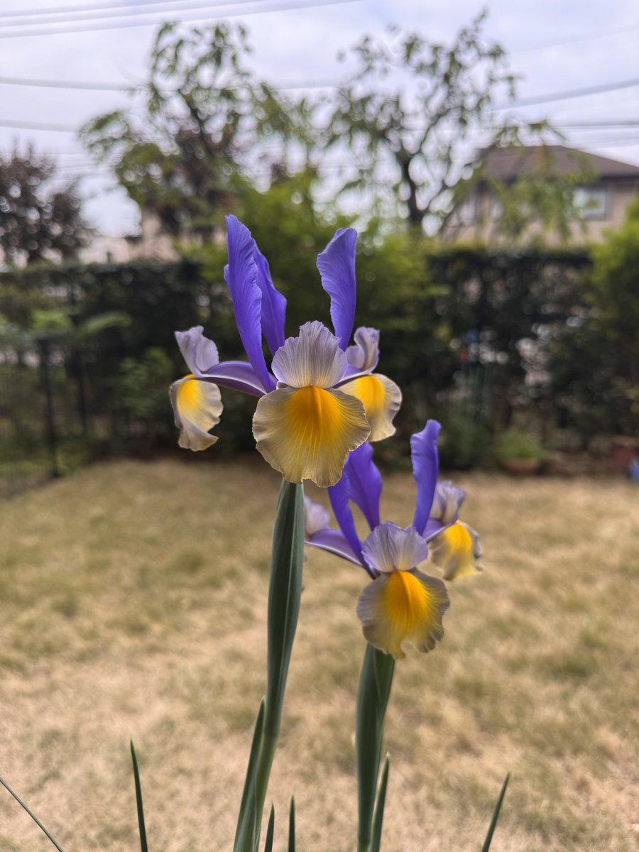 kouji1425's tweet image. おはようございます(^O^)／
4/17 7:50 東京都下は気温11.0℃湿度68% 曇り空で朝はヒンヤリしてますね〜😅
寒暖差で体調崩さない様に十分お気をつけください🙇‍♀️
今日も笑顔で頑張りましょう(^-^)v
#イマソラ #いまそら #花彩華