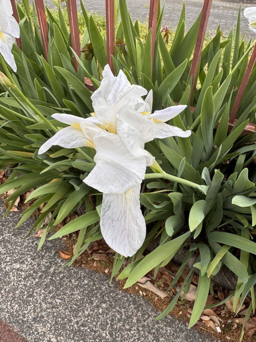 kouji1425's tweet image. おはようございます(^O^)／
4/17 7:50 東京都下は気温11.0℃湿度68% 曇り空で朝はヒンヤリしてますね〜😅
寒暖差で体調崩さない様に十分お気をつけください🙇‍♀️
今日も笑顔で頑張りましょう(^-^)v
#イマソラ #いまそら #花彩華