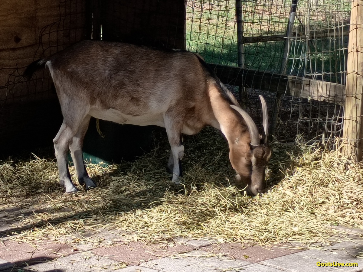 Live Goats 24/7 🐐 tweet media