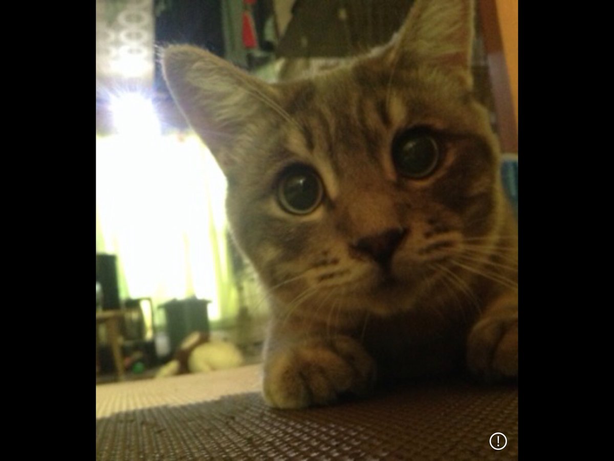 newedn0411's tweet image. のあを迎えに行った帰りにひめもお世話になった
マコト動物病院に行って健康診断と塞がった左目を診てもらった
保健所では左目はつぶれてると言われたけど
先生に光に反応してるから左目は生きてるかもと言われて
5月に去勢手術と左目の手術をした
左目は生きててまた両目で見れるようになった