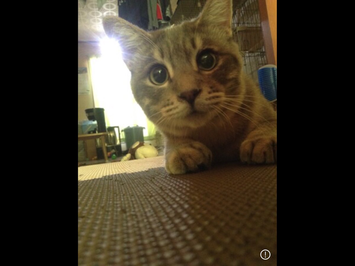 newedn0411's tweet image. のあを迎えに行った帰りにひめもお世話になった
マコト動物病院に行って健康診断と塞がった左目を診てもらった
保健所では左目はつぶれてると言われたけど
先生に光に反応してるから左目は生きてるかもと言われて
5月に去勢手術と左目の手術をした
左目は生きててまた両目で見れるようになった