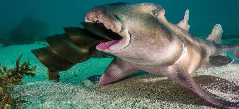 ⚓️, fιᥲ #deepseatwt tweet media