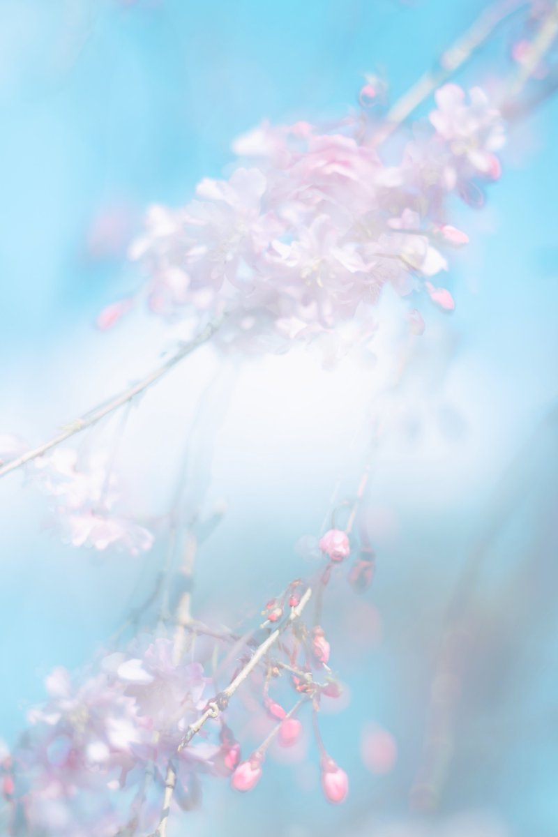 kotsunta's tweet image. #punctumpc