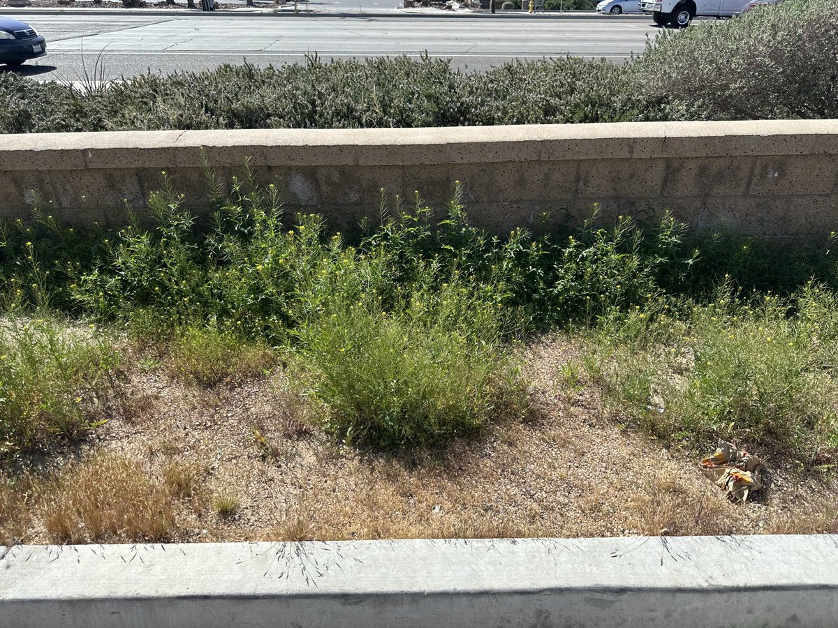 juliedo72's tweet photo. @Walgreens store number 01870 needs some serious landscaping done. It’s embarrassing. I know this in in the high desert of CA but c’mon https://t.co/Gpj0DMdd6F