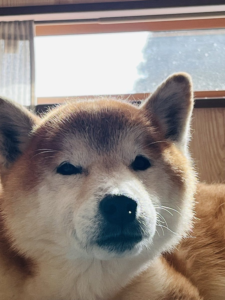 柴犬なつ tweet media