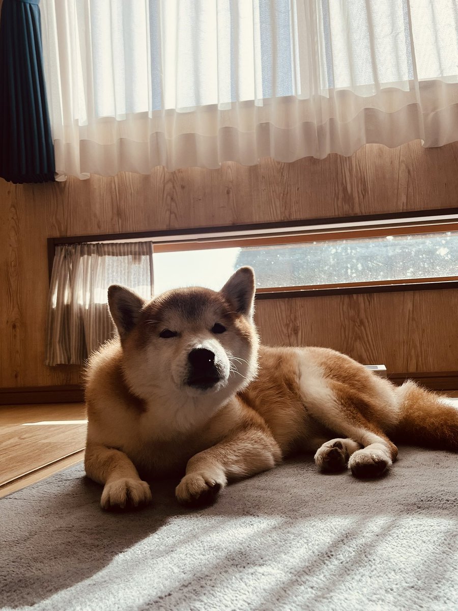 柴犬なつ tweet media