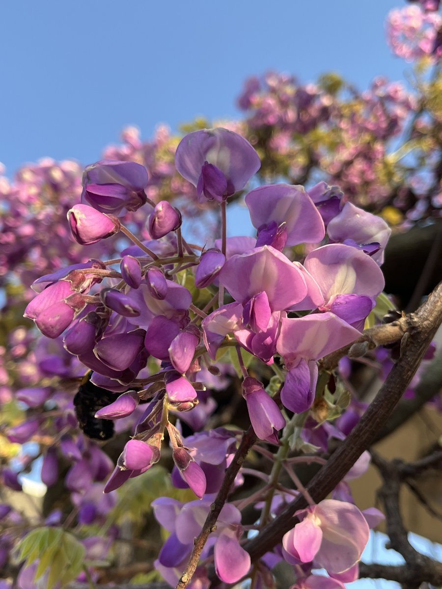 どうながうさぎ tweet media