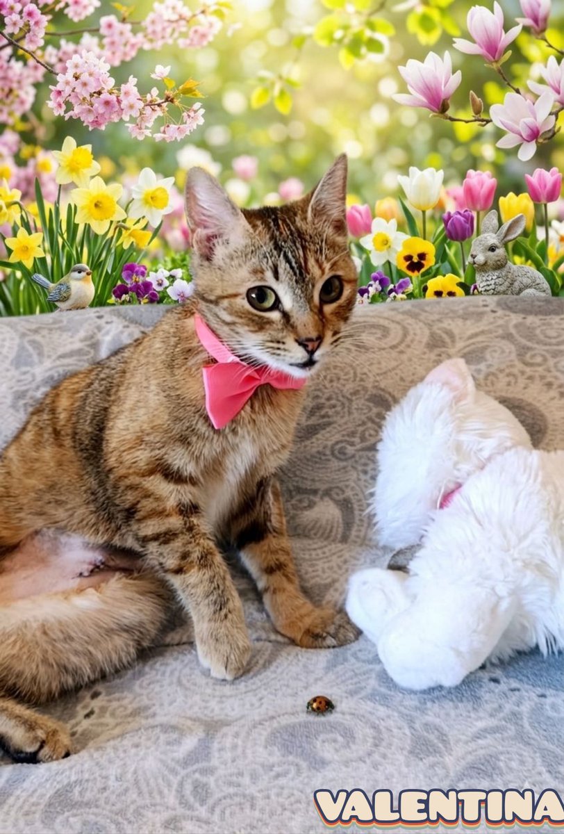 NuevaVidaAdop's tweet image. #MADRID 
VALENTINA cachorrita de 5 meses ABANDONADA en las duras calles 
Sociable con niños 🐱
NECESITA #adopcionresponsable 
Se entrega chipada,vacunada,desparasitada y testada en leucemia e inmuno 
EXIGIMOS PROTECCIONES en ventanas y terrazas 
CONTACTO 📩facenuevavida@gmail.com