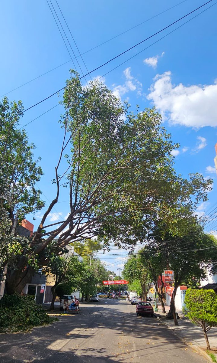 maczaragoza's tweet photo. Mira este árbol @jcelforestal 
La @CFE_Contigo  realiza podas para liberar los cables. Eso está bien. Pero hay un área que sepa la norma para el manejo ambiental? 
El árbol está completamente desbalanceado y no lo podaron, lo mutilaron. https://t.co/r3Y4kYJ1D3