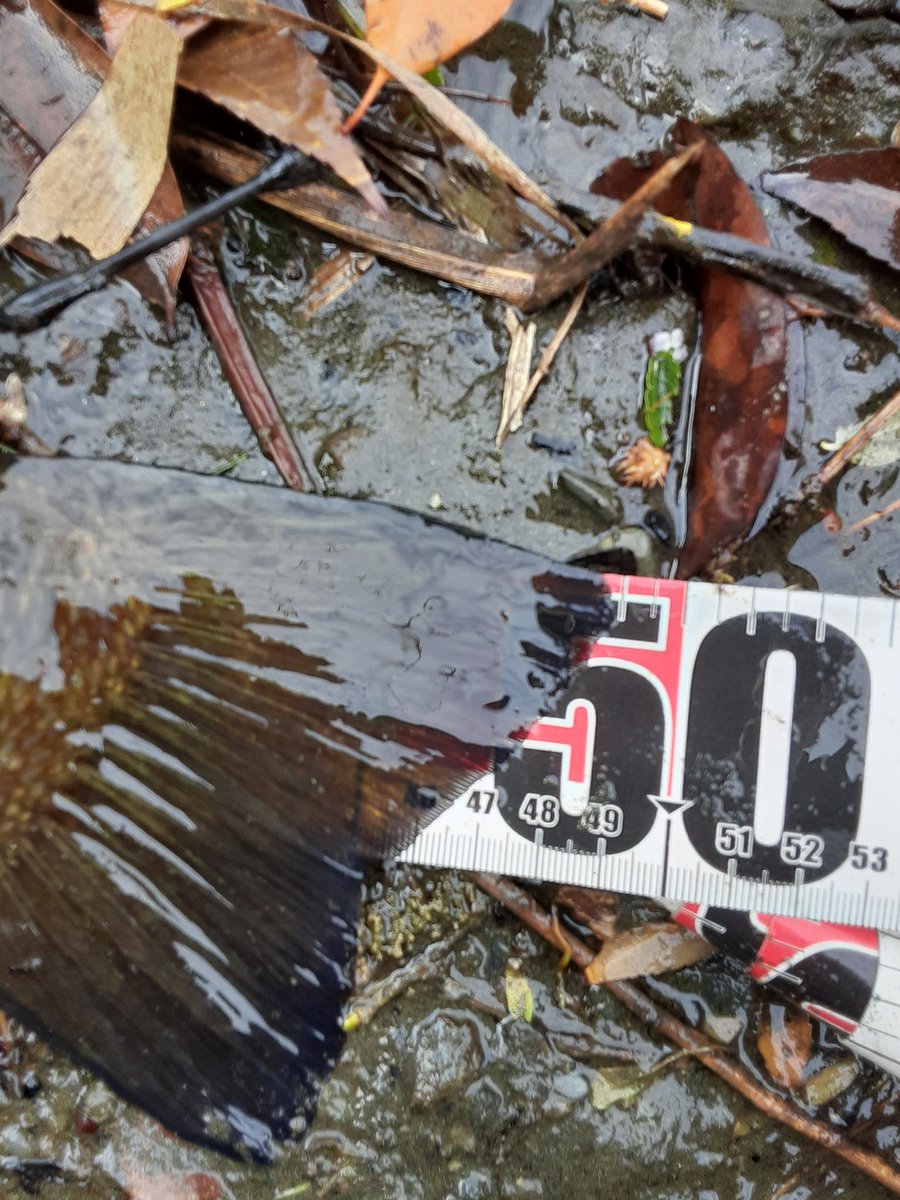 きらりあっと tweet media