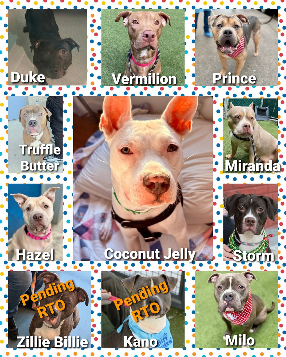 TAP Pledge Totals
#PLEDGES #NYCACC 
#MorgFairsDogs 

Kill Commands
Prince $40 😭
Duke $70 😭
Vermilion $95 😭
Miranda $110 😭
Truffle Butter $115 😭
Zillie Billie $175 (pending RTO)
Coconut Jelly $200
Kano $300 (pending RTO)
Milo $365
Hazel $420
Storm $610