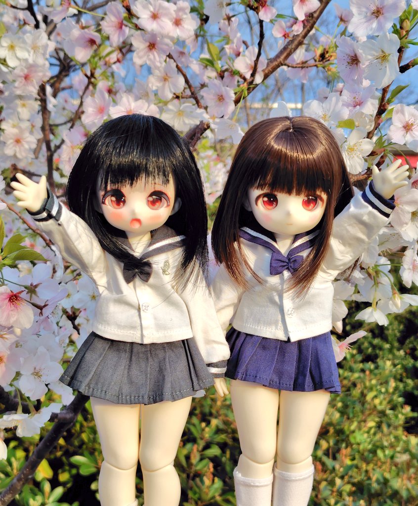 #おはドル 
#tinyfox

おはようございます。