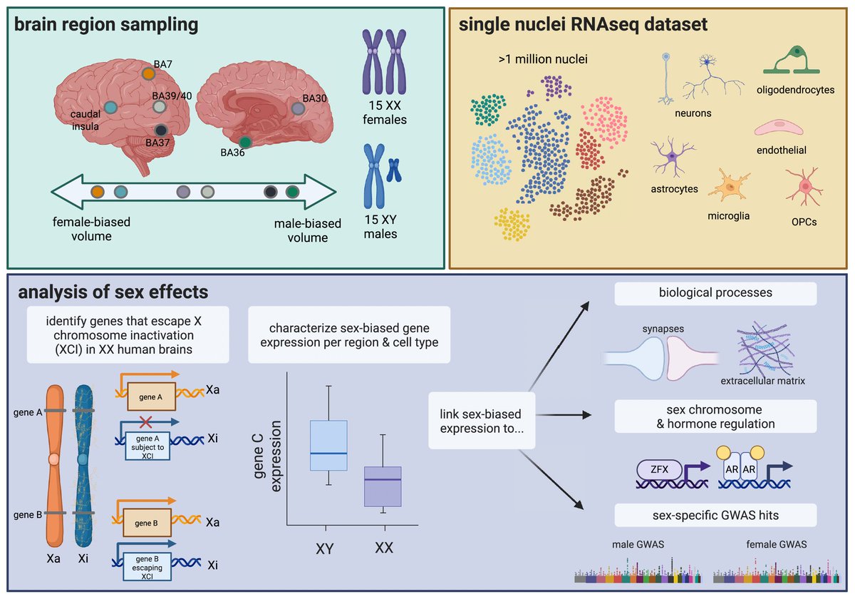 Sex-specific gene expression of the human brain, for >3,000 genes (of our ~20,000 total)
<a href="/ScienceMagazine/">Science Magazine</a> 
science.org/doi/10.1126/sc…