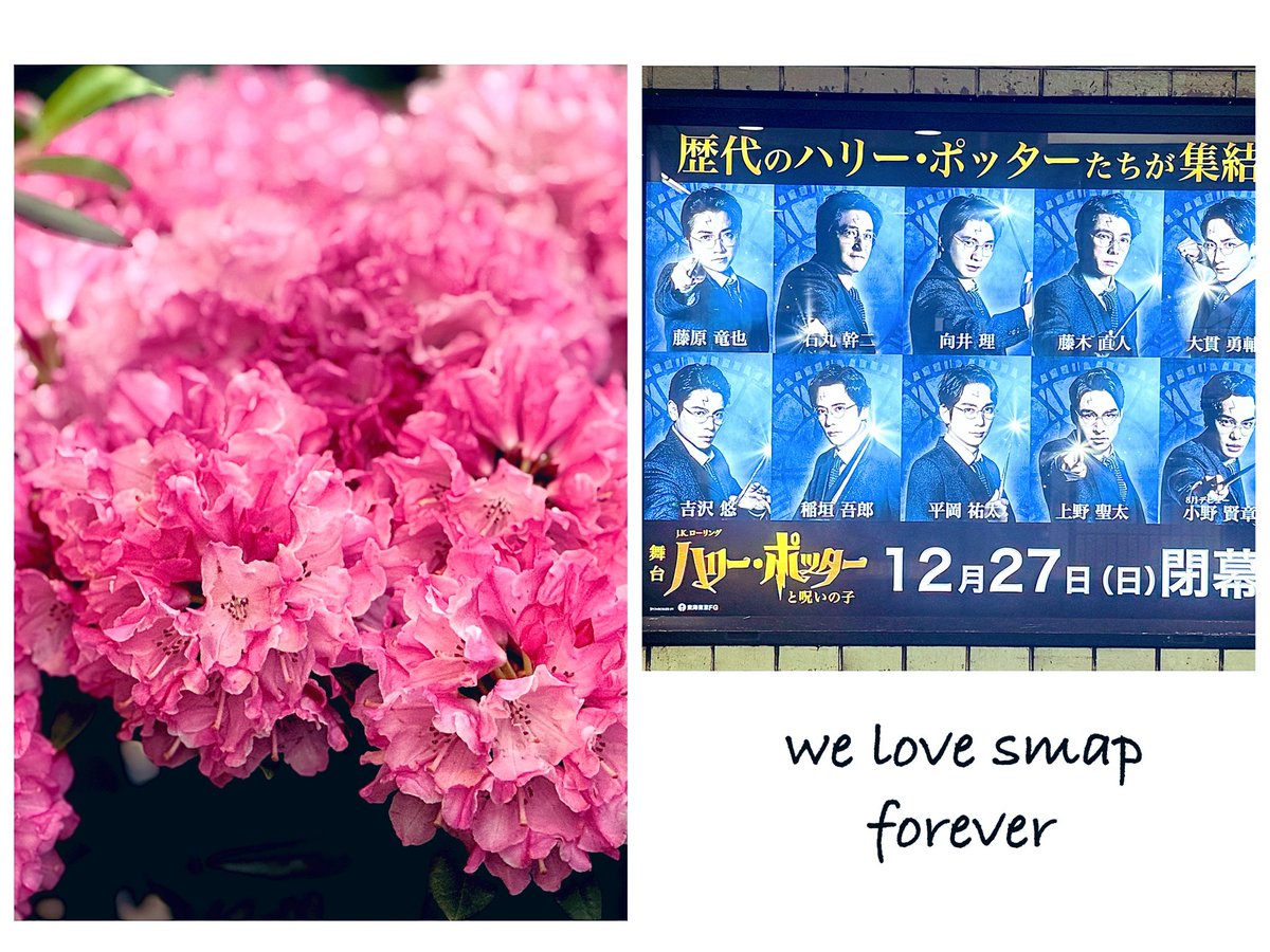 牡丹🌼*･ tweet media