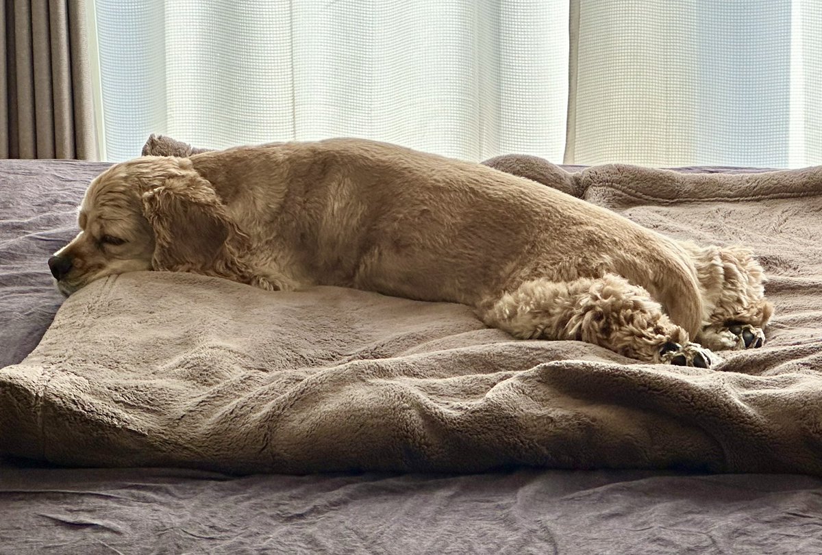 めるしえ tweet media