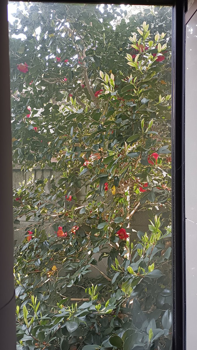 真伸麗 tweet media