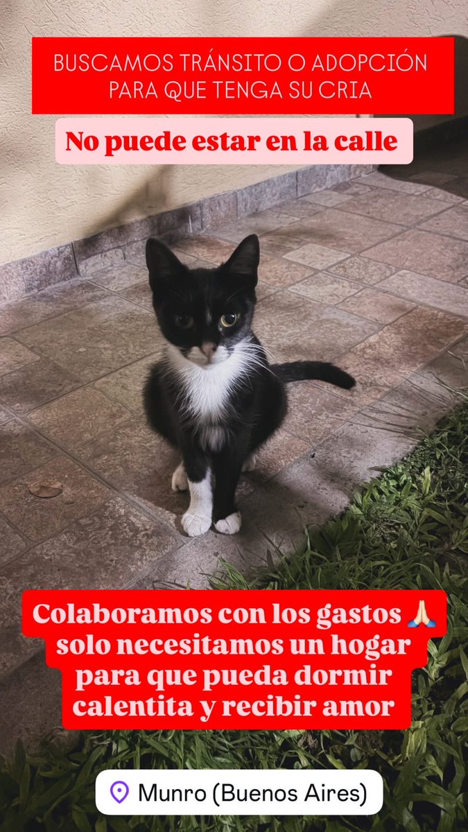 JeeiiSanchez's tweet photo. Apareció esta gatita en el barrio, está bien cuidada y es muuuuy mimosa pero creemos que la tiraron, es muy pequeña pero está embarazada 
NECESITA UNA CASA PARA QUE PUEDA ESTAR TRANQUILA Y TENER A SUS BEBÉS https://t.co/mdmEtgaa1z