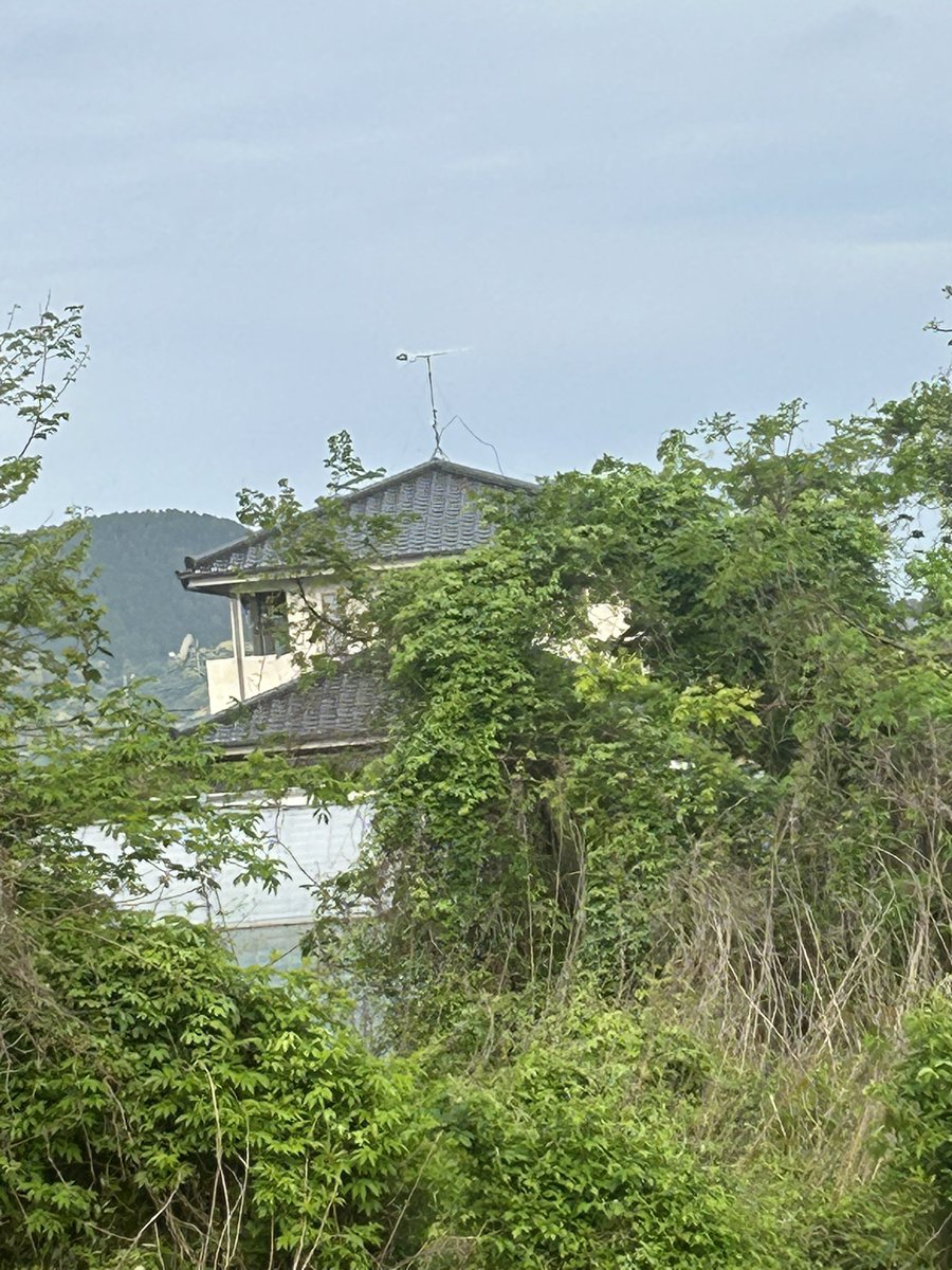 薔薇の花（こみたん） tweet media