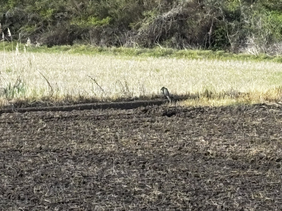 幕張フィルハーモニー管弦楽団 tweet media