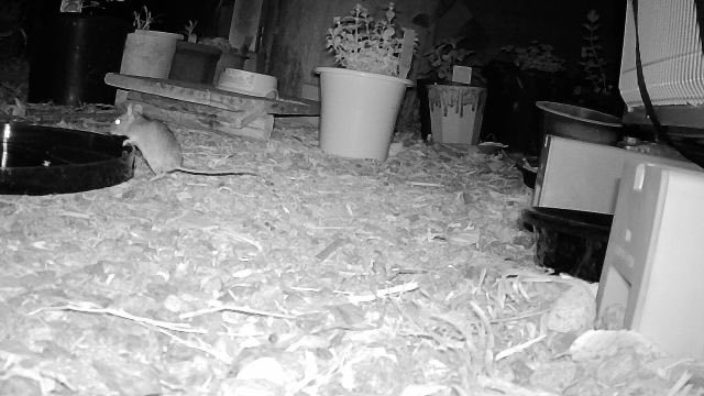 CrowKazoku's tweet image. Field mouse aka house mouse taking a drink of water. Yesterday, it hopped out of the garden and ran to this feeder right in front of me. Last night, I filled its belly with bread crumbs and seeds and corn. #trailcams #fieldmouse #wildanimals #japan