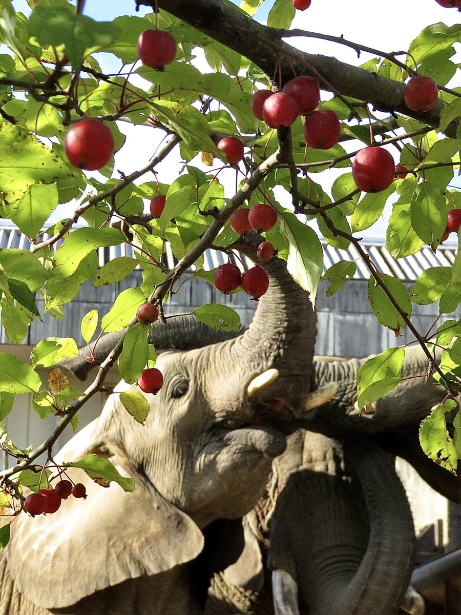 Sakura大猫=摩虚羅 tweet media