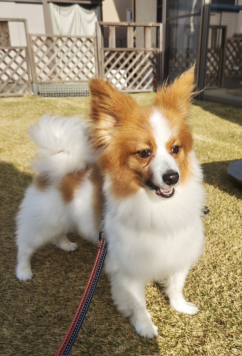 ぶっちゃん tweet media