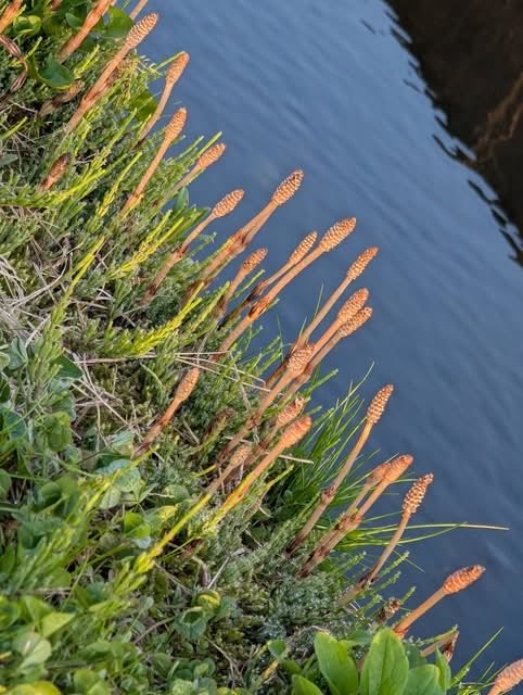 ブランカ tweet media