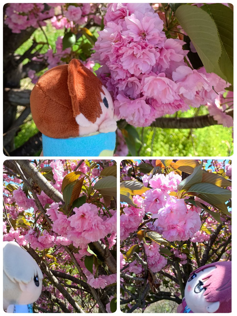 もとさん tweet media