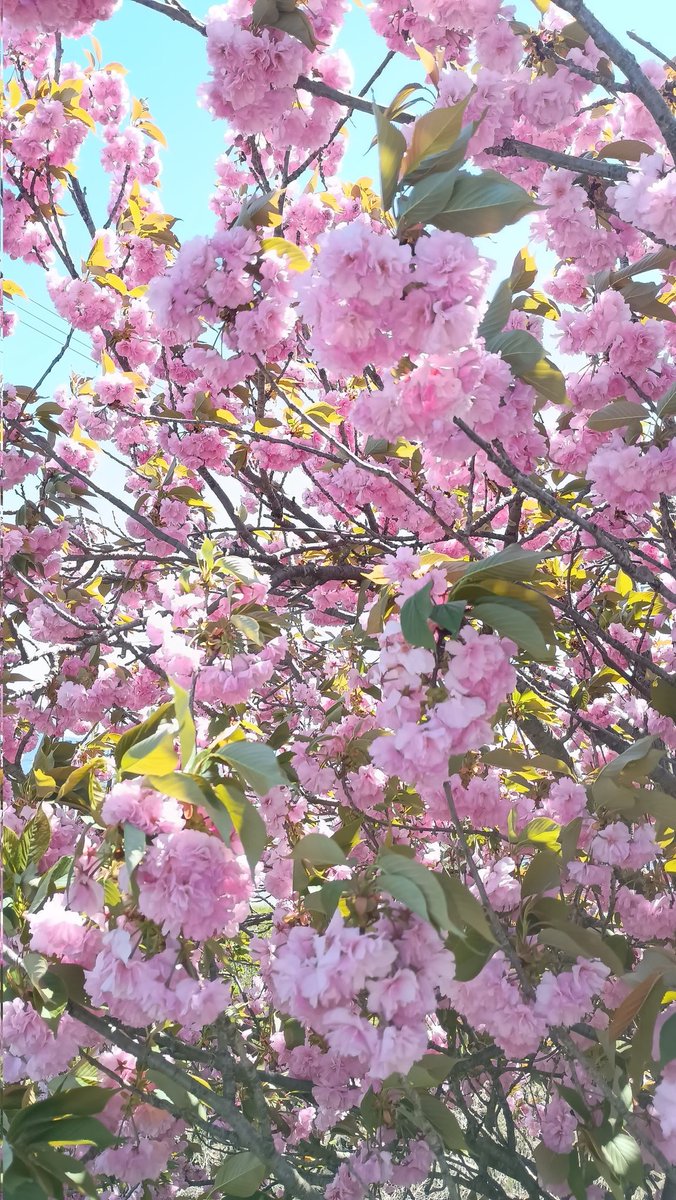 もとさん tweet media