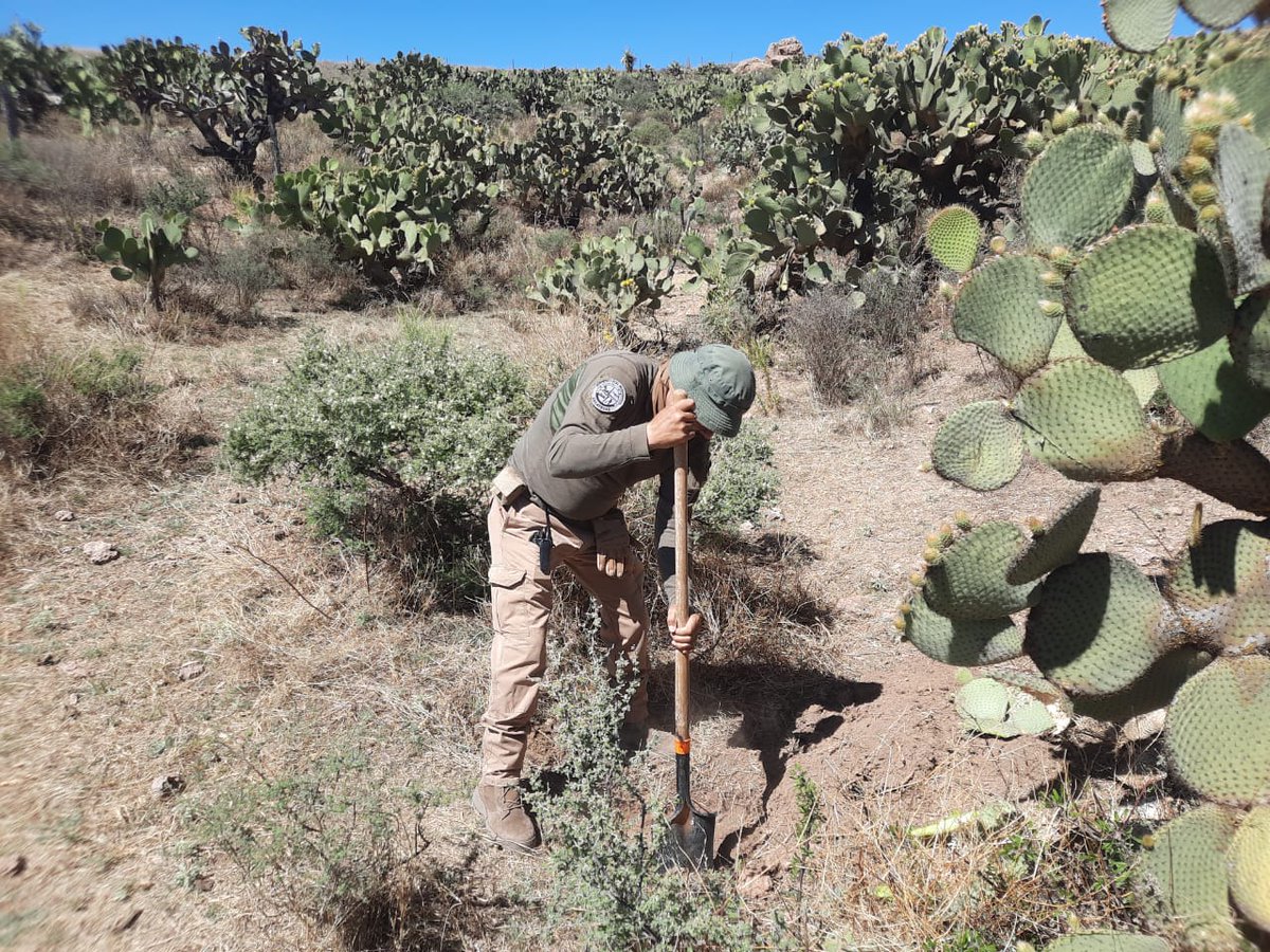 Com. Social del Gobierno de Zacatecas tweet media