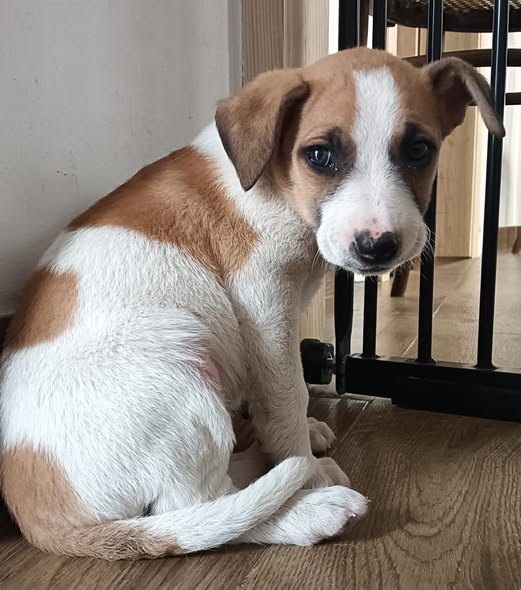 NuevaVidaAdop's tweet image. #madrid 
ROSITA cachorrita mestiza de 9 semanas ABANDONADA en una carretera 
NECESITA #adopcionresponsable 
Sociable con niños 🐶🐱
Se entrega chipada,vacunada,desparasitada y CON compromiso de castracion 
CONTACTO📩 facenuevavida@gmail.com 
#adopta #cachorros #adoptame