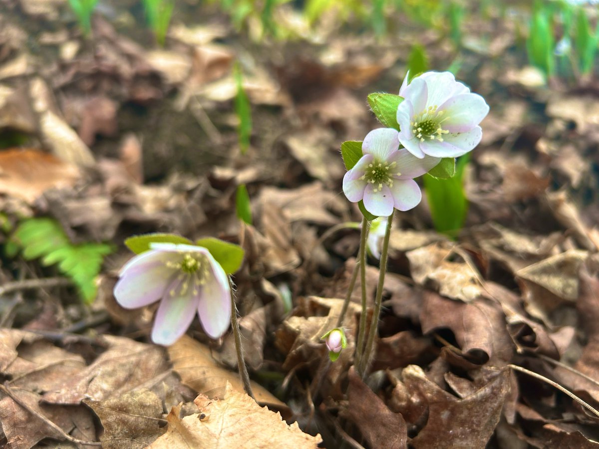 anson_ag's tweet image. From snow to blooms in a week. Our Hepatica patch is back on the hillside under the beech and maples—right on time. #wildflowers #vermont