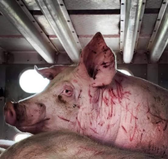 nasrene41's tweet image. #Vegan #PlantBased
Every time you choose to eat ‘meat’, you’re not just indulging in a mere preference, but rather participating in the cruel theft of an animal’s entire life, all for just a fleeting moment of palatable pleasure.