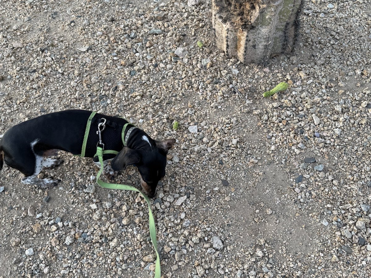 Saguaro flowers are budding. They are protected by law so just got pics of the dropped ones. One Kiernan included for scale.