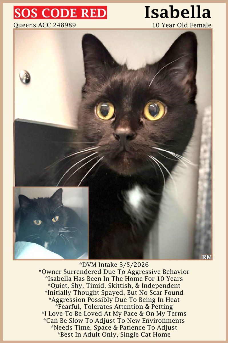 sachikoko's tweet image. 🆘CODE RED🆘RELISTED TBK SAT 4/18/26🆘🙏🏾PLZ SHARE🆘
🙏🏾PLZ #PLEDGE 2 SAVE MY LIFE
💝Fearful 10YO #Senior Black Kitty ISABELLA💝
😿💔Dumped 4 Aggressive Behavior, Not Thriving
🚨Needs #Adoption #Rescue #Foster🚨
▶️248989 facebook.com/photo/?fbid=12…
🙏🏽#AdoptDontShop
#Queens #NYCACC #Cat