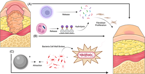 DGArmstrong's tweet image. Acellular fish skin grafts in the treatment of diabetic wounds: Advantages and clinical translation #ActAgainstAmputation #FishSkin diabeticfootonline.com/2024/04/28/ace…