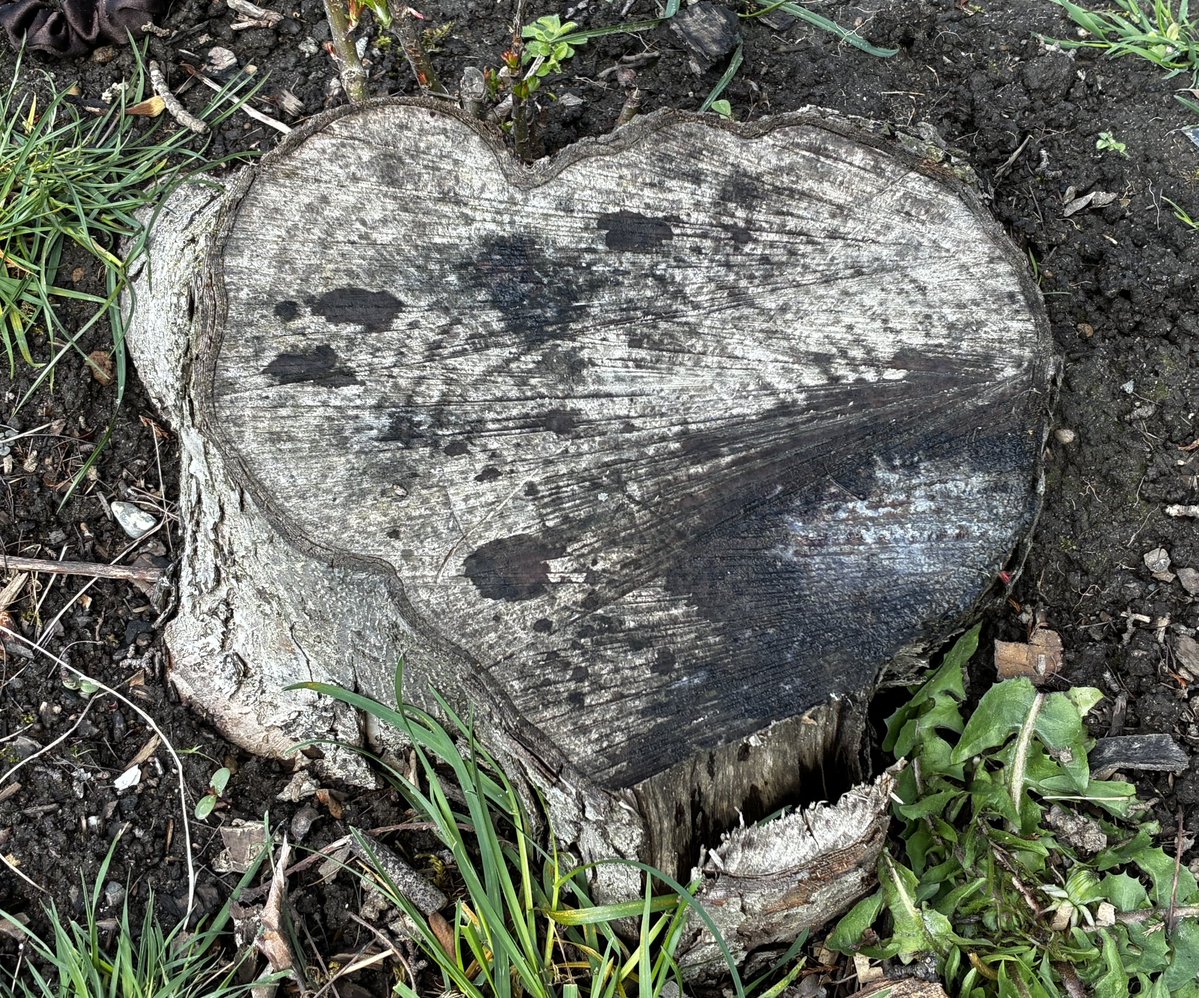 SeizureSalad 🧠 tweet media