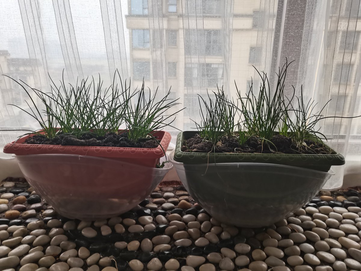 De Weyer tweet media