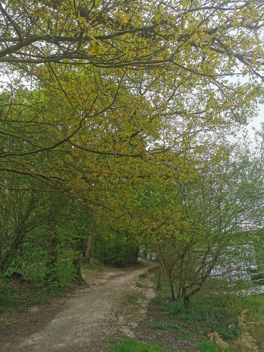 CarlaBZH's tweet image. Belle #balade autour du lac de #JugonLesLacs. C'est agréable et apaisant. Nous sommes en pleine #nature. Les gens, que je croise, sont détendus. Parfois, j'entame une discution avec eux. J'aime beaucoup cet endroit ! 👍😍 #Bretagne