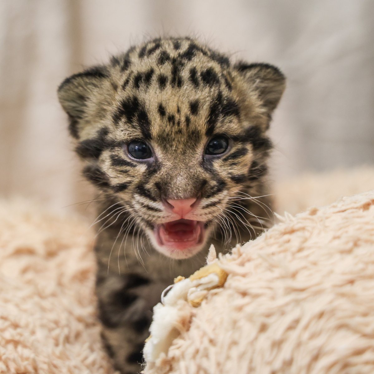NashvilleZoo's tweet image. Cub number 50 has arrived and we're 𝘱𝘢𝘸-𝘴𝘪𝘵𝘪𝘷𝘦𝘭𝘺 ecstatic!

We're proud to announce the birth of a female clouded leopard cub born on March 18. This cub marks the 50th clouded leopard cub born at Nashville Zoo since 1991.

Read the full story: nashvillezoo.org/our-blog/posts…