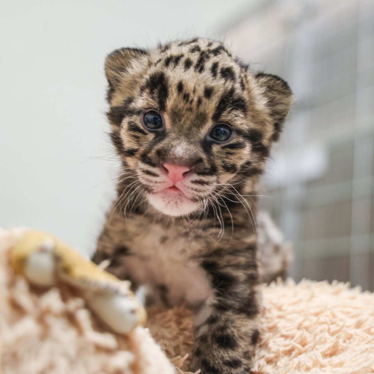 NashvilleZoo's tweet image. Cub number 50 has arrived and we're 𝘱𝘢𝘸-𝘴𝘪𝘵𝘪𝘷𝘦𝘭𝘺 ecstatic!

We're proud to announce the birth of a female clouded leopard cub born on March 18. This cub marks the 50th clouded leopard cub born at Nashville Zoo since 1991.

Read the full story: nashvillezoo.org/our-blog/posts…