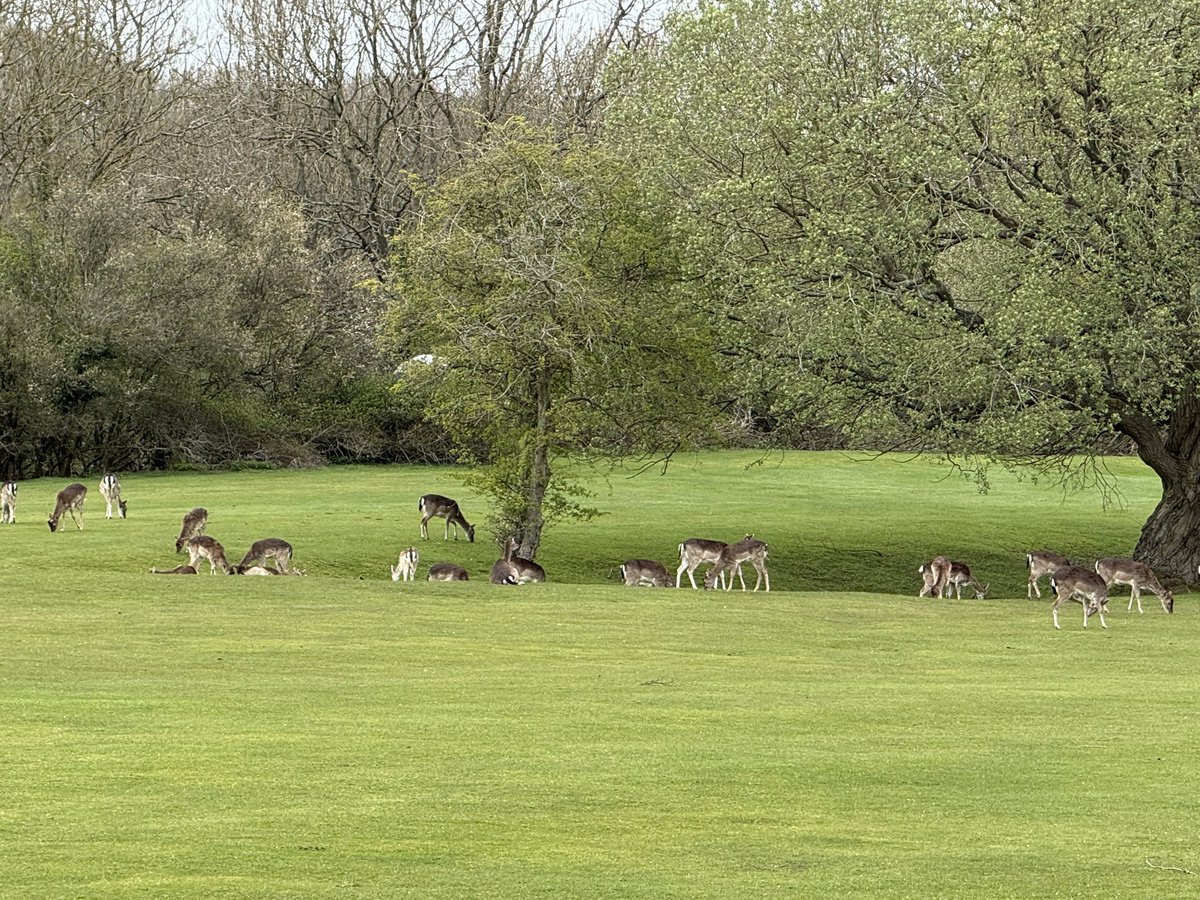 bagshaw2112's tweet image. Just had a lovely 9 holes of #golf with grandson Ethan. Some good golf but the good stuff was seeing loads of Deer and some beautiful Bluebells. We had a great chat on the way round the course . #bonding #memories @ClubWrekin