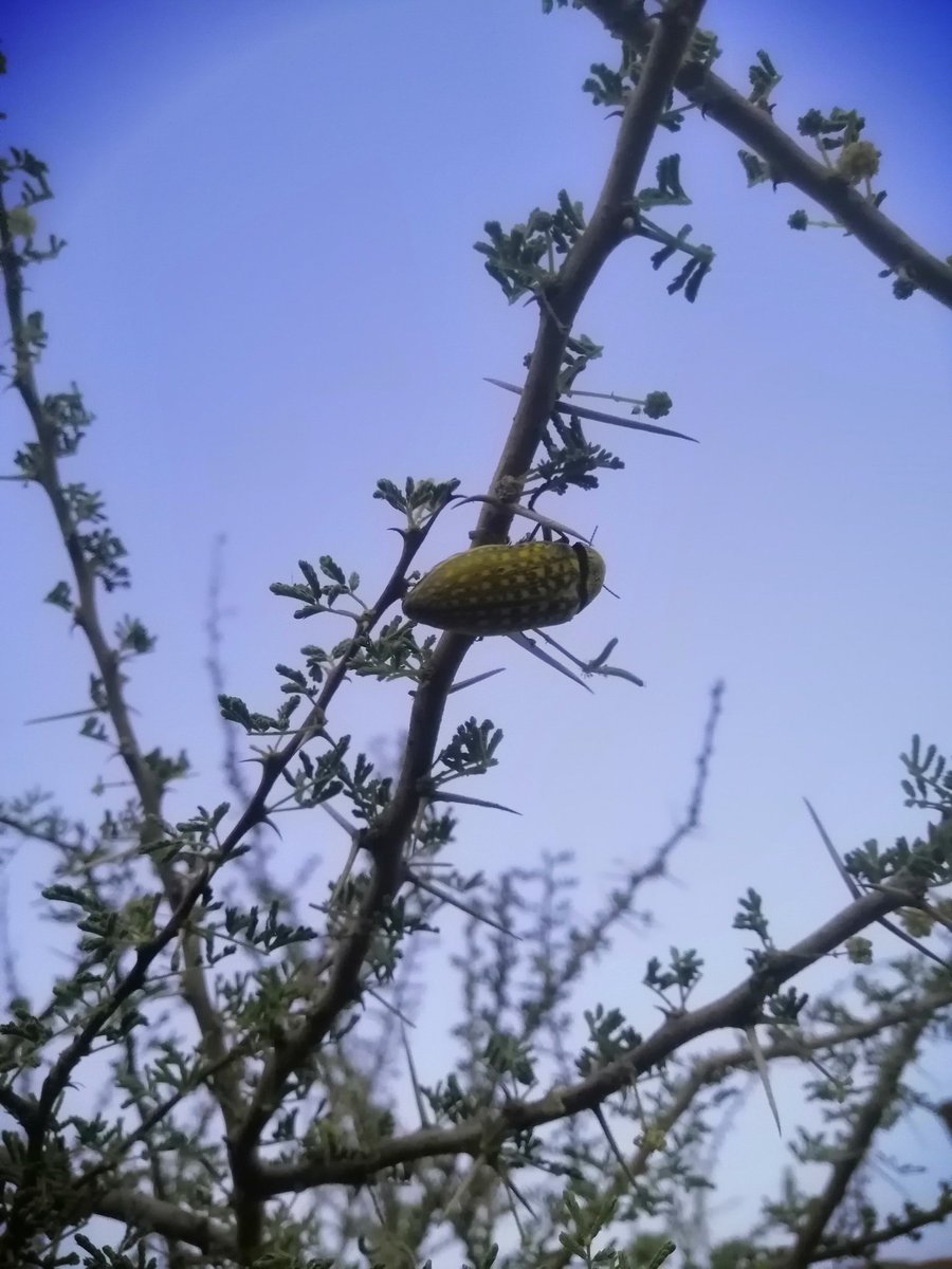 الهادئه tweet media