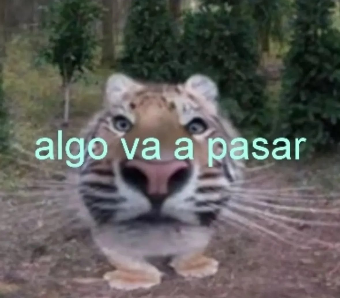 yo qué sé tweet media