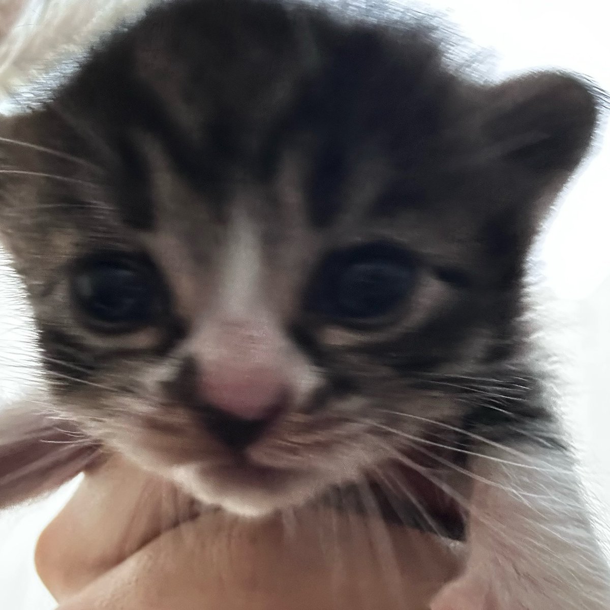 velo࣪⊹ tweet media