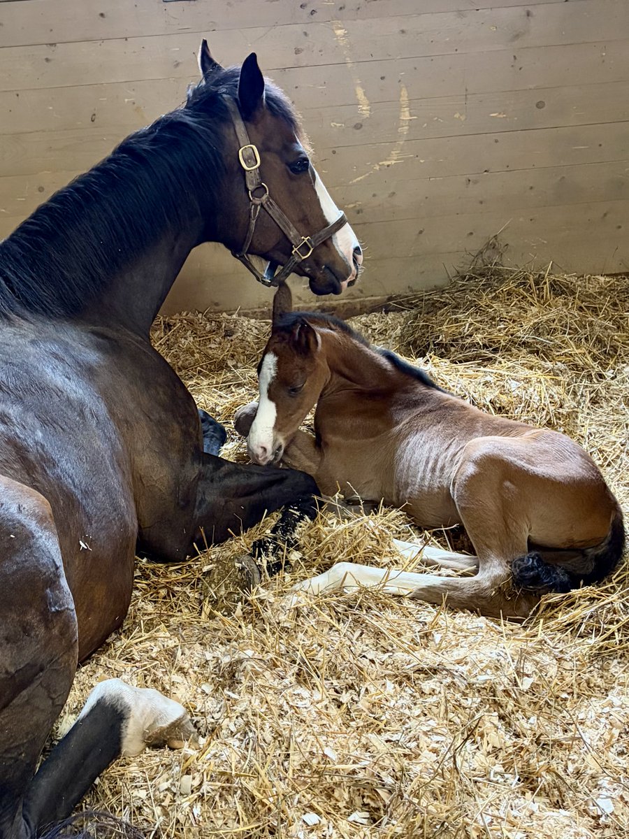 Al & Bill Ulwelling 🐎🐎🇺🇸 tweet media