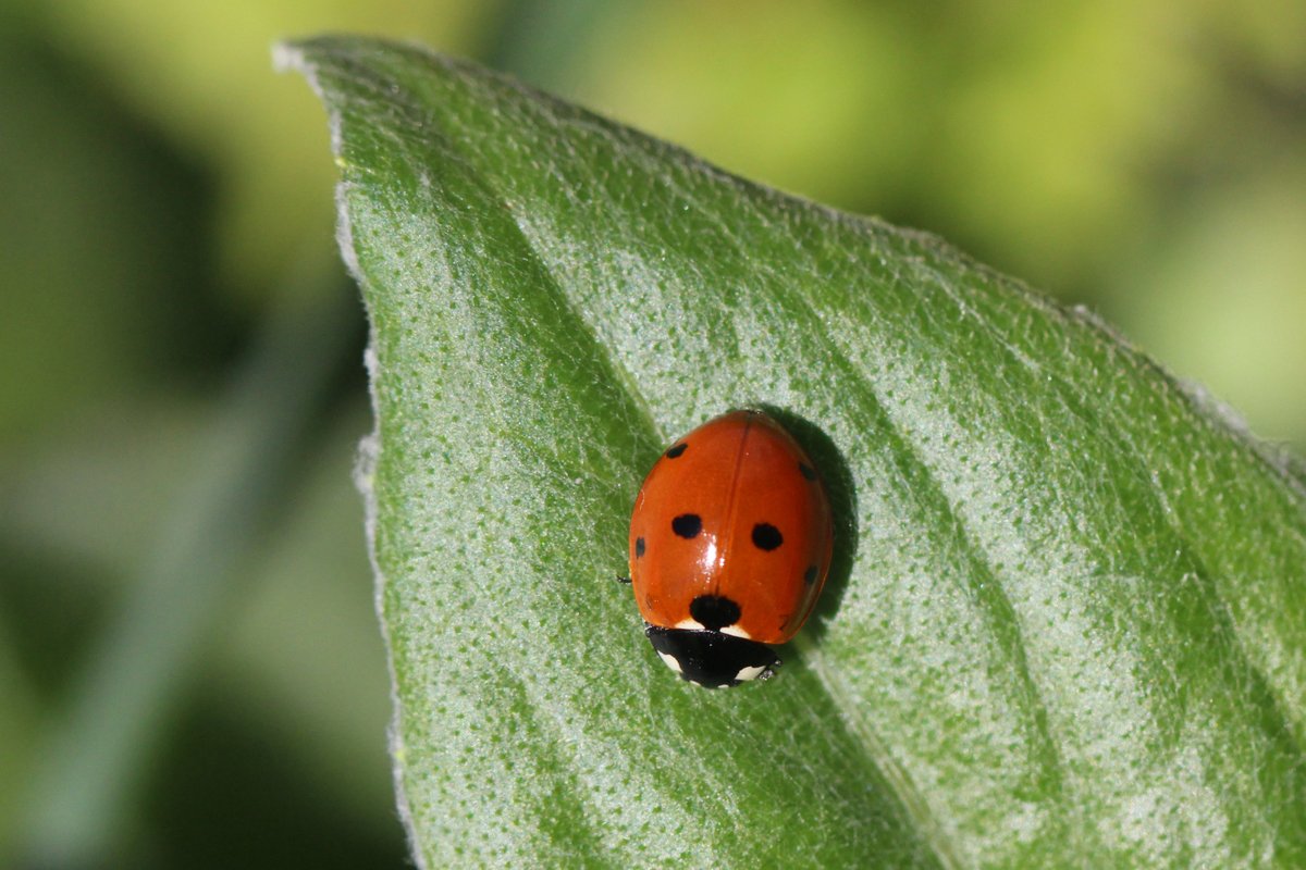 CaitSearl's tweet image. The Magic Garden is full of ladybirds &amp;amp; to my relief they seem to be the native UK ones. #wildlifegarden #macrophotography #naturephotography