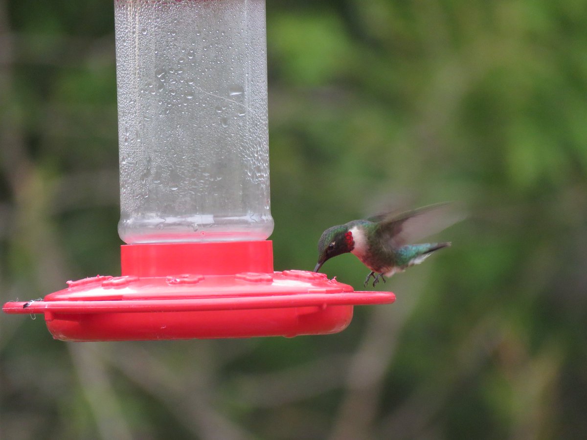 HydeParkBirds's tweet photo. We placed our nectar feeder today - there's been Hummingbird sightings in Ontario, along with Baltimore Oriole! Woo hoo! #ldnon 📷From previous year https://t.co/AnsuwWVKCo