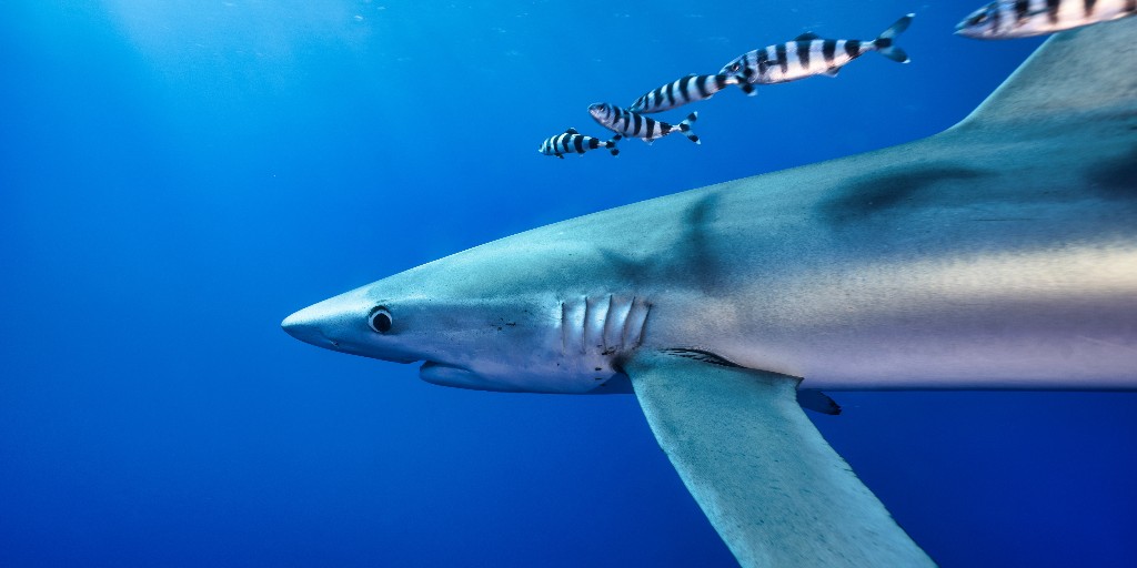 SharkRayFund's tweet photo. One of the world’s largest importer and consumer of shark may be changing course…

#Brazil just took meaningful steps toward shark conservation. Read more: 
https://t.co/utFsQ5LecJ https://t.co/YocJYh6Byg